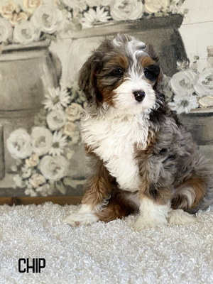 Chip (Mini Bernedoodle  pending puppy picks )