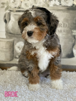 Birdie-  (Mini Bernedoodle )