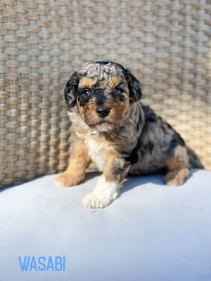 Wasabi (Male-F1B Mini Aussiedoodle )