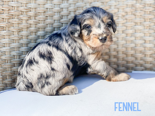 Fennel (Male-F1B mini Aussiedoodle )