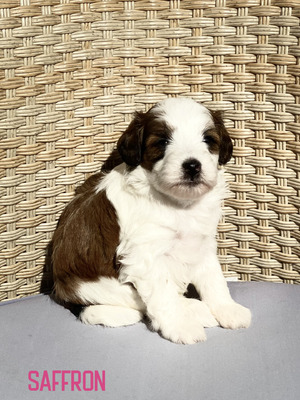 Saffron (Female-F1B Mini Aussiedoodle)