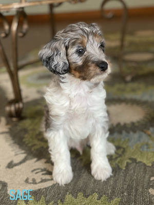 Sage (Male-F1B mini Aussiedoodle)
