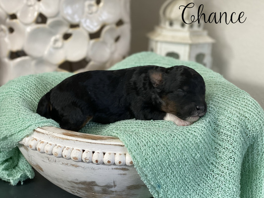 Chance- mini Bernedoodle  (Available )