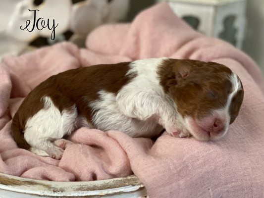 Joy (Mini Bernedoodle )