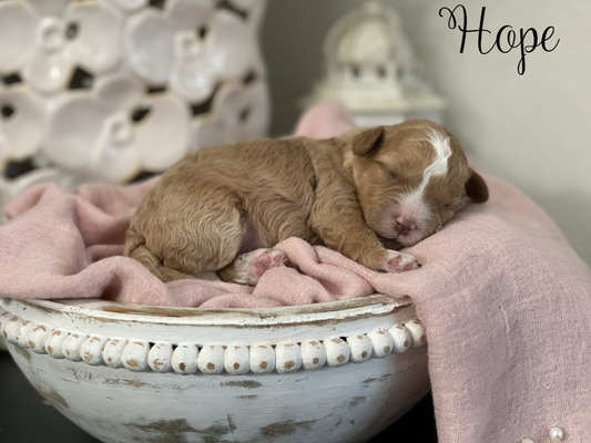 Hope (Mini Bernedoodle )