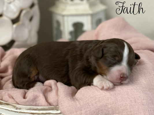 Faith (Mini Bernedoodle - pending puppy picks )