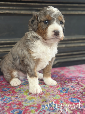 Blizzard-mini Bernedoodle  (Pending puppy picks )
