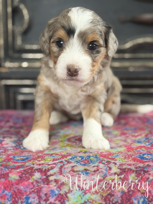 Winterberry-mini Bernedoodle  (Pending puppy picks )