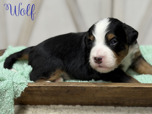 Wolf (Mini Bernedoodle -pending puppy picks )