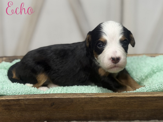 Echo (Mini Bernedoodle -pending puppy picks )