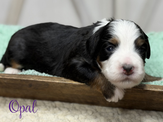 Opal (Mini Bernedoodle-pending puppy picks )
