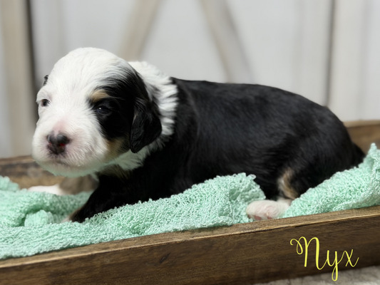 Nyx (Mini Bernedoodle-pending puppy picks )