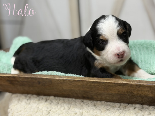 Halo (Mini Bernedoodle -pending puppy picks )