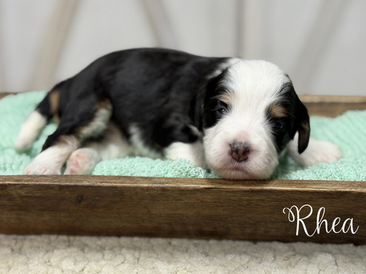 Rhea- pending puppy Picks  (Mini Bernedoodle )
