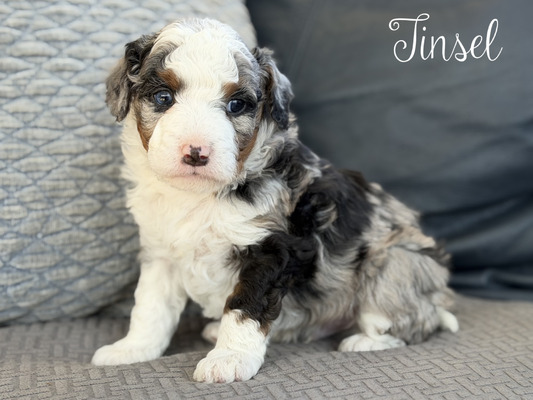 Tinsel-mini Bernedoodle  (Available  1-Blue eye)