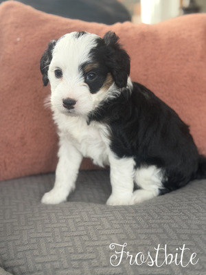 Frostbite- mini Bernedoodle  (Available )