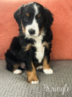 Kringle-mini Bernedoodle  (Available )