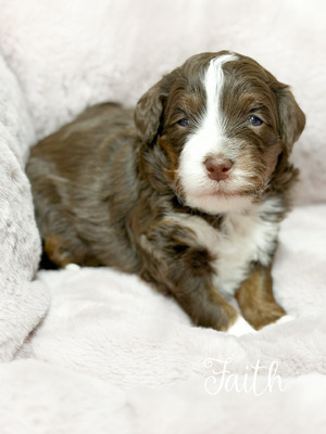 Faith (Mini Bernedoodle - pending puppy picks )