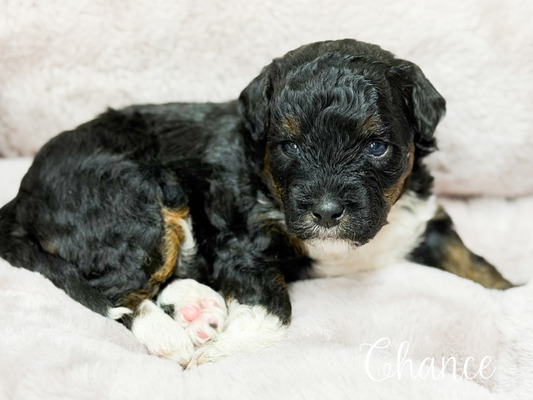Chance- micro mini Bernedoodle  (Available 15-25ls )