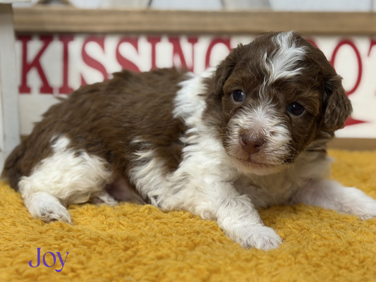 Joy (Mini Bernedoodle )