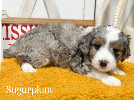 Sugarplum-mini Bernedoodle (Pending puppy picks )