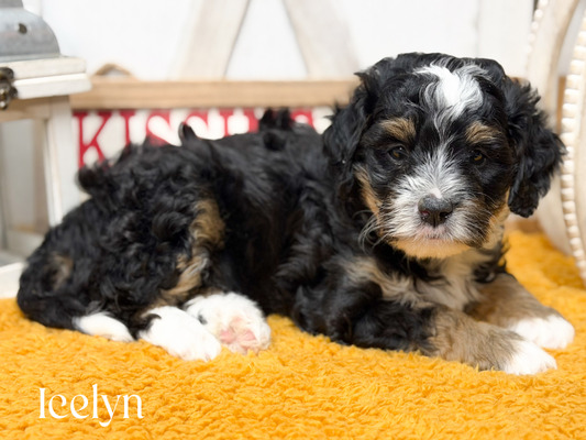 Icelyn -mini Bernedoodle (Available )