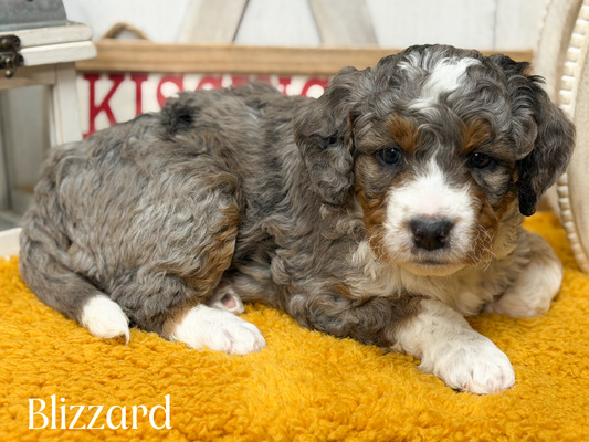 Blizzard-mini Bernedoodle (Pending puppy picks )