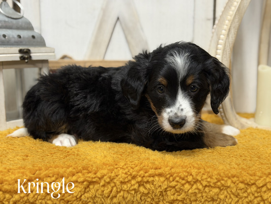 Kringle-mini Bernedoodle (Available )