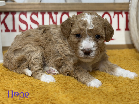 Hope (Mini Bernedoodle )