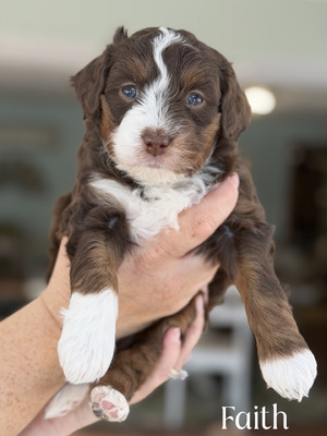 Faith- Available (Micro Mini Bernedoodle -)