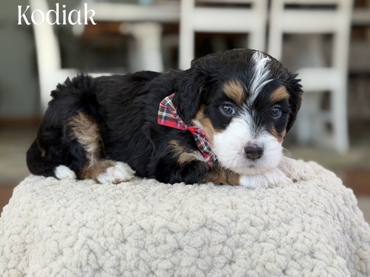 Kodiak (Mini Bernedoodle)