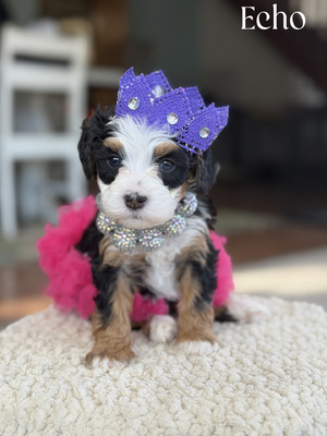 Echo (Mini Bernedoodle -pending puppy picks )