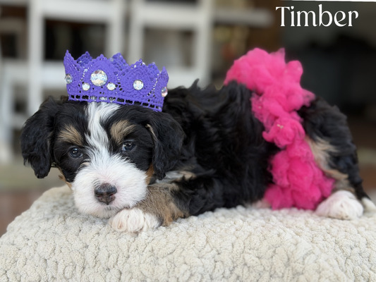 Timber (Mini Bernedoodle-pending puppy picks )