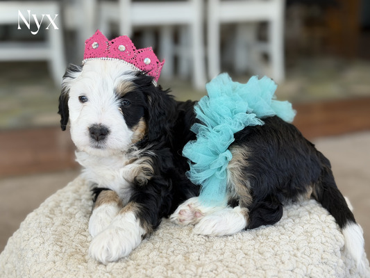 Nyx (Mini Bernedoodle)