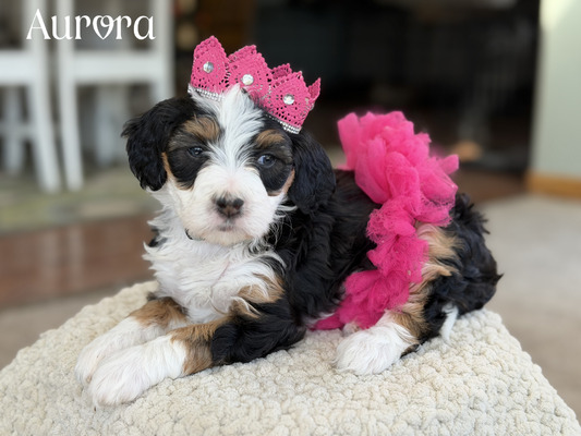 Aurora (Mini Bernedoodle-pending puppy picks )