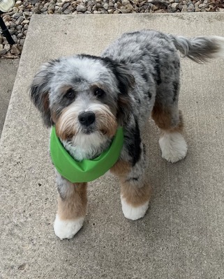 Birdie-  (Mini multigen Bernedoodle )