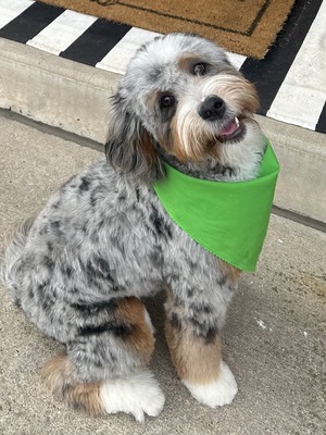 Birdie- (Mini multigen Bernedoodle )