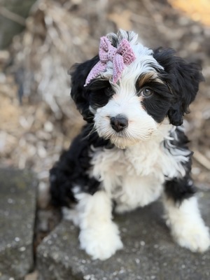 Rhea (Mini Bernedoodle )