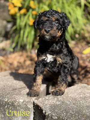 Cruise (Mini F1B Aussiedoodle)