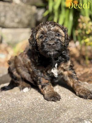 Decaf (Mini F1B Aussiedoodle)