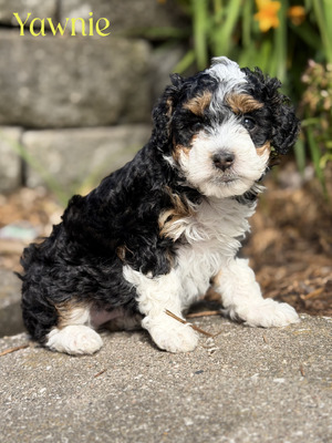 Yawnie (Mini F1B Aussiedoodle)