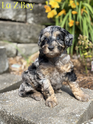La-Z-boy (Mini F1B Aussiedoodle)