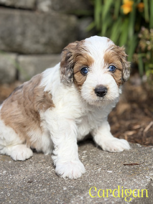 Cardigan (Mini F1B Aussiedoodle)