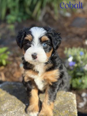 Cobalt (Mini Aussie Mountain Doodle )
