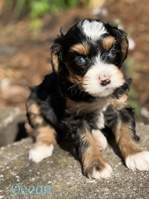 Ocean (Mini Aussie Mountain Doodle )