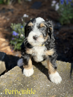 Periwinkle (Mini Aussie Mountain Doodle )