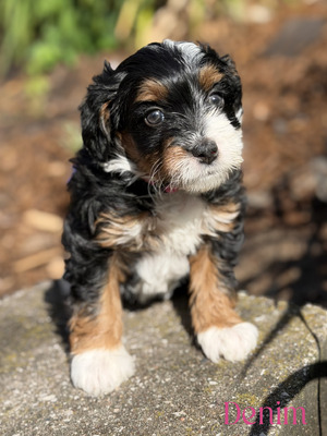 Denim (Mini Aussie Mountain Doodle )