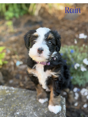 Rain (Mini Aussie Mountain Doodle )