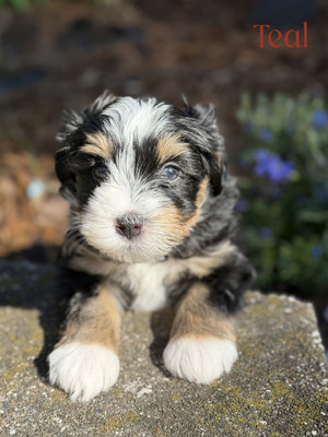Teal (Mini Aussie Mountain Doodle )