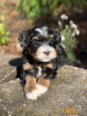 Indigo (Mini Aussie Mountain Doodle )